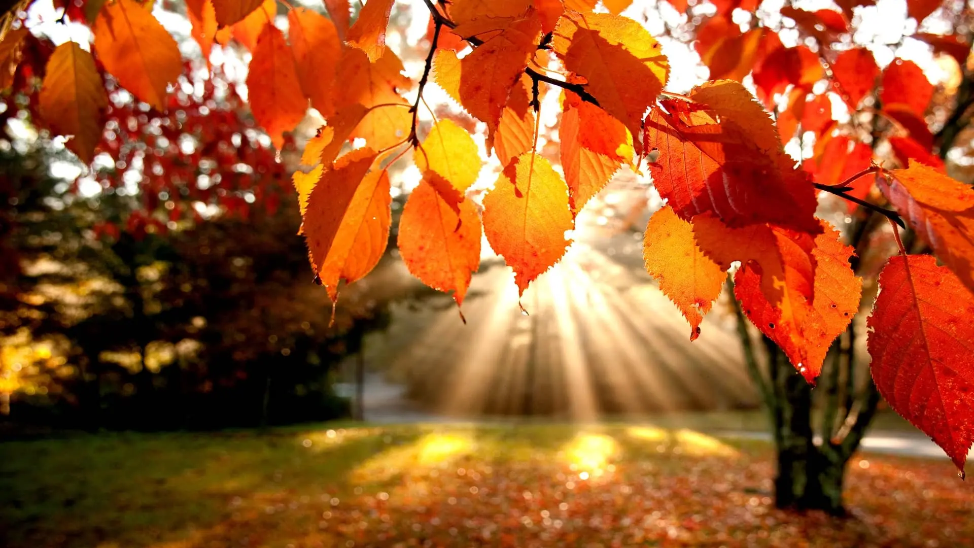 psychologia a jesień życia